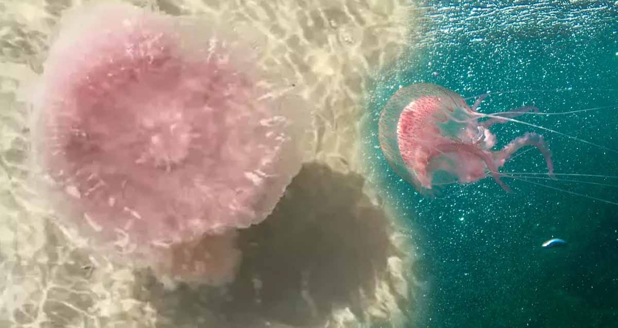 50 kiloluk dev denizanasi kiyiya vurdu herkes kacisti ama gercek cok baskaydi sKQEDN3H