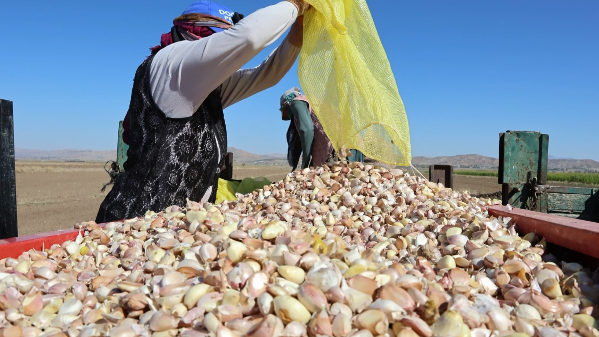 aksarayda organik sarimsaklarin ekimi basladi EP3echa5
