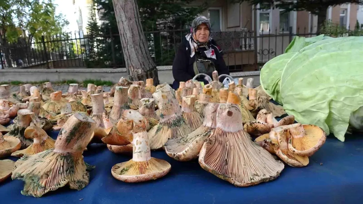 tavsanlida melki mantarina buyuk ilgi lb4zBj1Z.jpg