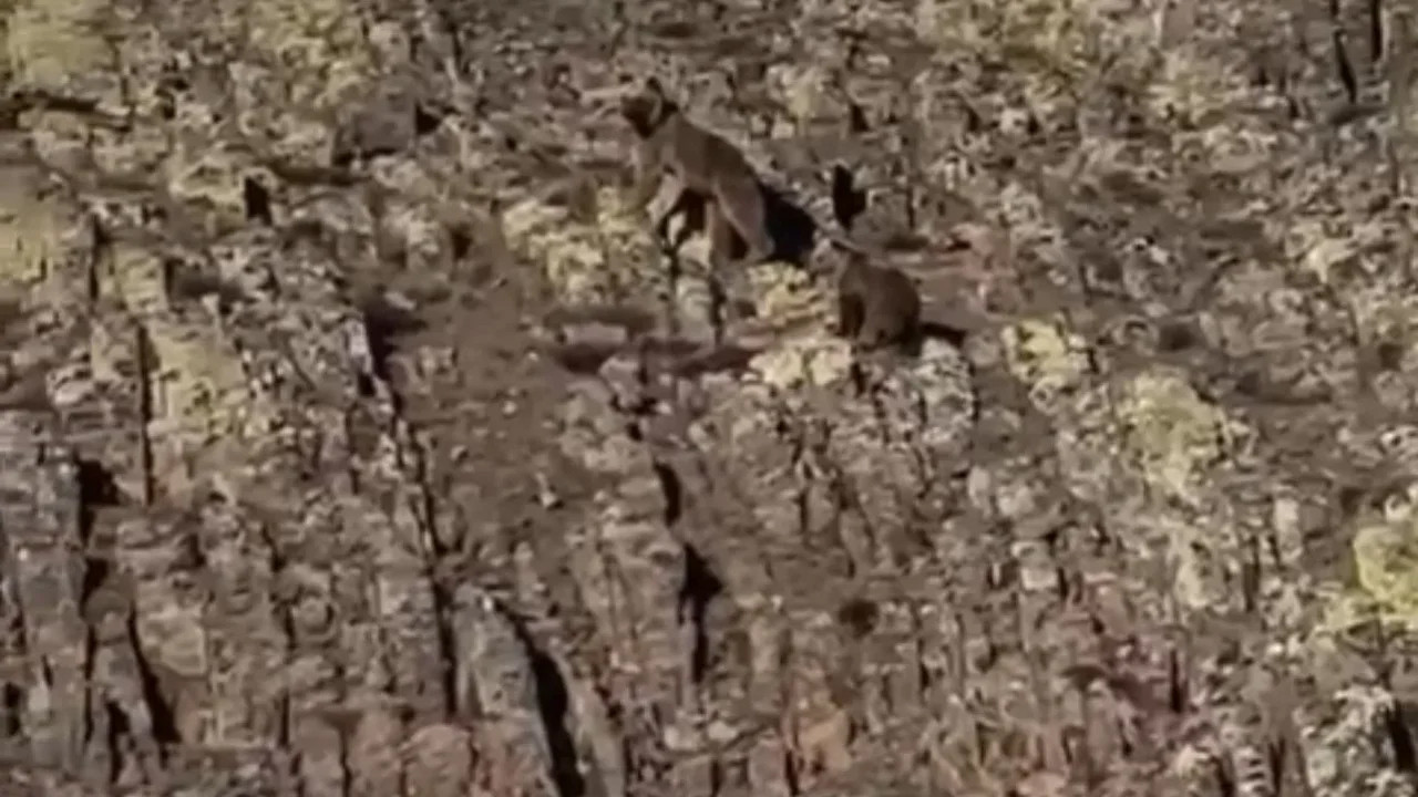 Malatya’nın Karla Kaplı Dağlarında Anne Ayı ve Yavrusu Görüntülendi