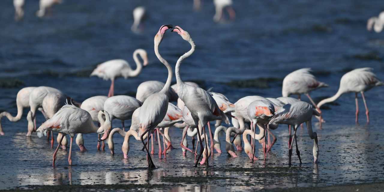 Van’da Flamingo Koruma Önlemleri 7/24 Devam Ediyor