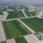 Konya Ovası’nda Bereketli Yağışlar: Hububat Rekoltesinde 500 Bin Ton Artış Bekleniyor